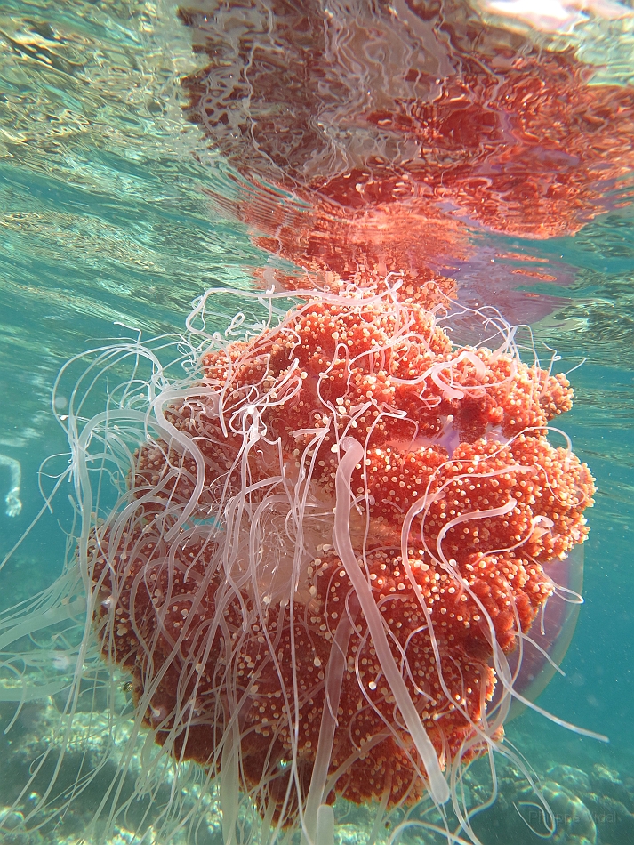 IMG_1341rf_Maldives_Madoogali_House reef_Meduse.jpg
